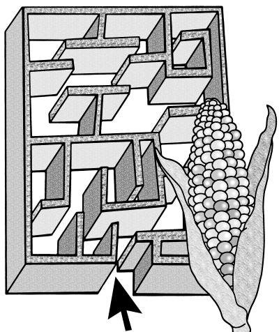 Besuch im Maislabyrinth Wettingen